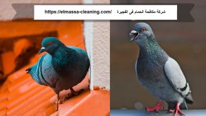 [صورة: %D8%B4%D8%B1%D9%83%D8%A9-%D9%85%D9%83%D8...00x169.jpg]