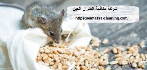 شركة مكافحة الفئران العين