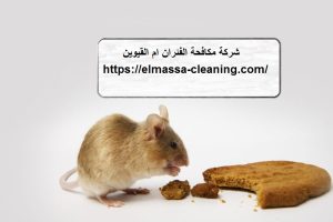 [صورة: %D8%B4%D8%B1%D9%83%D8%A9-%D9%85%D9%83%D8...00x200.jpg]
