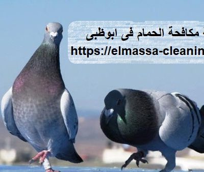 شركة مكافحة الحمام فى ابوظبى