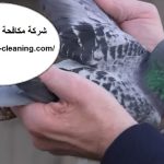 شركة مكافحة الحمام فى العين