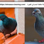 شركة مكافحة الحمام فى الفجيرة