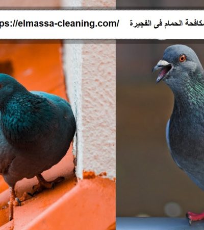 شركة مكافحة الحمام فى الفجيرة