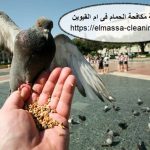 شركة مكافحة الحمام فى ام القيوين