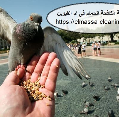 شركة مكافحة الحمام فى ام القيوين