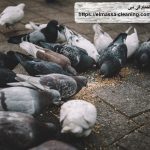 شركة مكافحة الحمام فى دبى