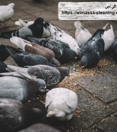 شركة مكافحة الحمام فى دبى