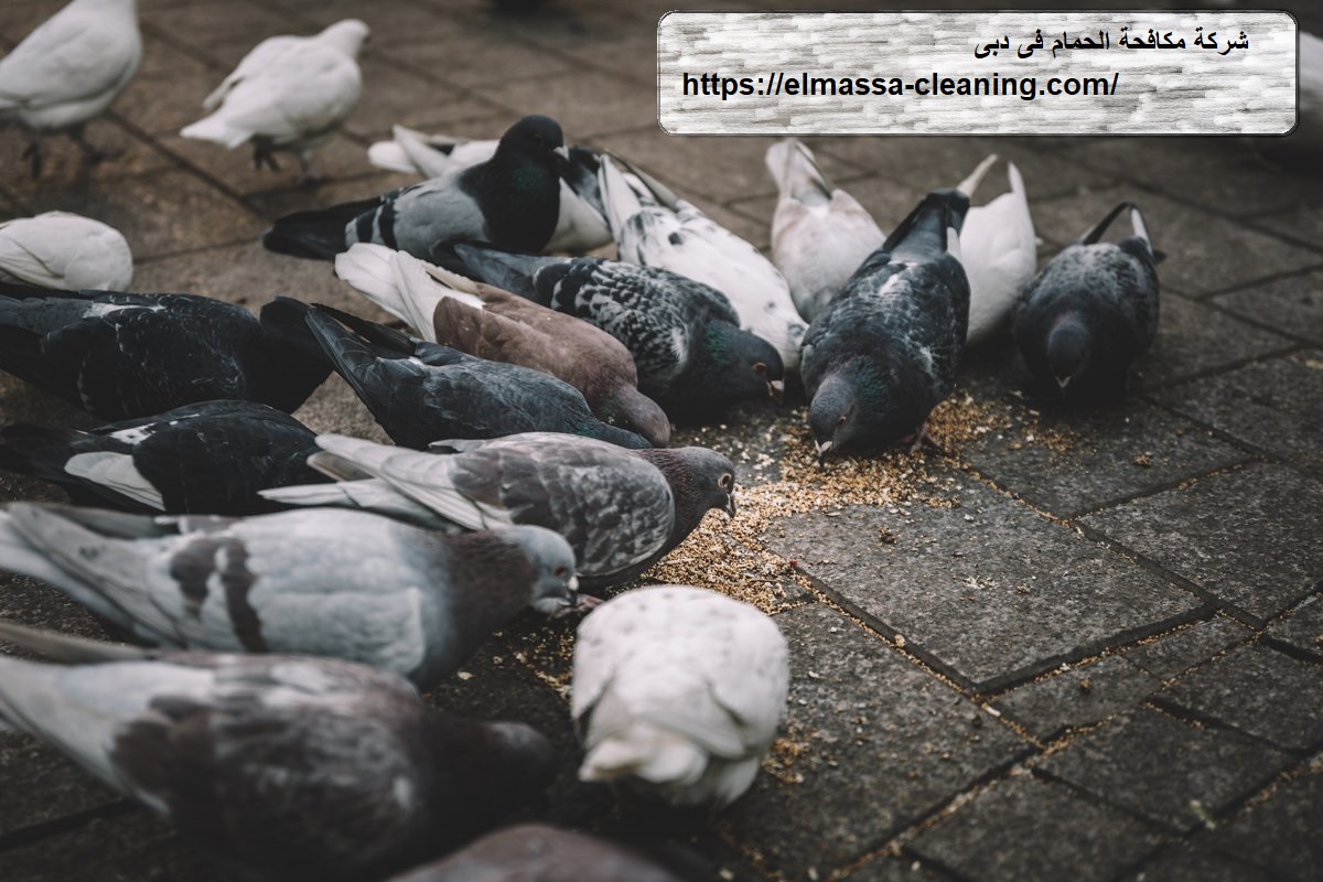 شركة مكافحة الحمام فى دبى