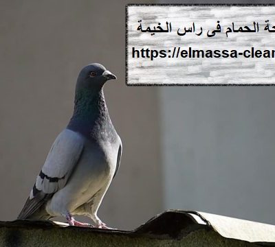 شركة مكافحة الحمام فى راس الخيمة