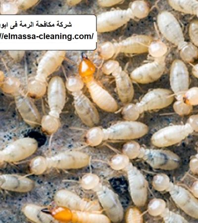 شركة مكافحة الرمة فى ابوظبى