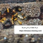 شركة مكافحة الرمة فى الشارقة