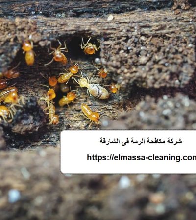 شركة مكافحة الرمة فى الشارقة