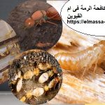شركة مكافحة الرمة فى ام القيوين