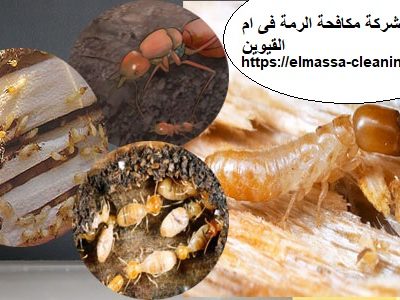 شركة مكافحة الرمة فى ام القيوين
