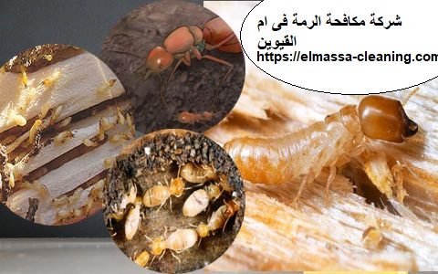 شركة مكافحة الرمة فى ام القيوين