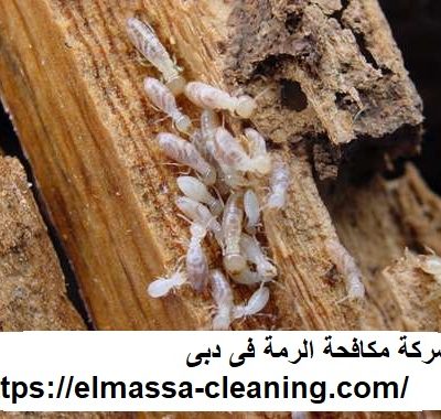 شركة مكافحة الرمة فى دبى