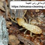 شركة مكافحة الرمة فى راس الخيمة
