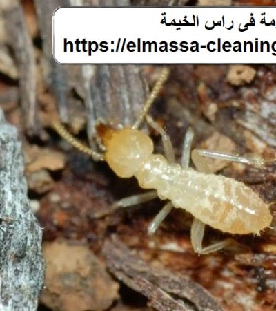 شركة مكافحة الرمة فى راس الخيمة