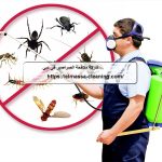 شركة مكافحة الصراصير في دبي