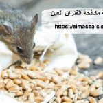 شركة مكافحة الفئران العين
