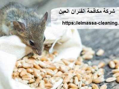 شركة مكافحة الفئران العين
