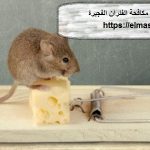 شركة مكافحة الفئران الفجيرة