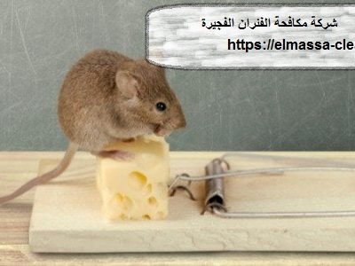 شركة مكافحة الفئران الفجيرة
