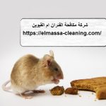 شركة مكافحة الفئران ام القيوين