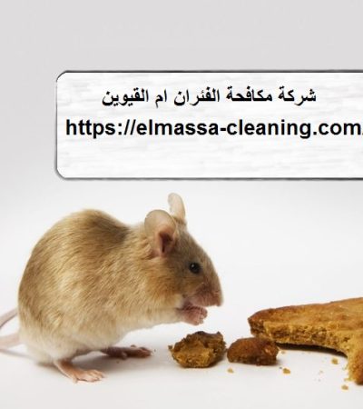 شركة مكافحة الفئران ام القيوين