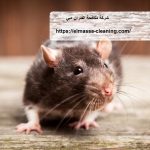 شركة مكافحة الفئران دبي