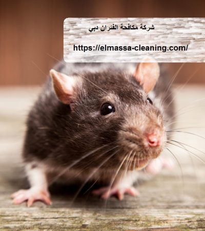 شركة مكافحة الفئران دبي