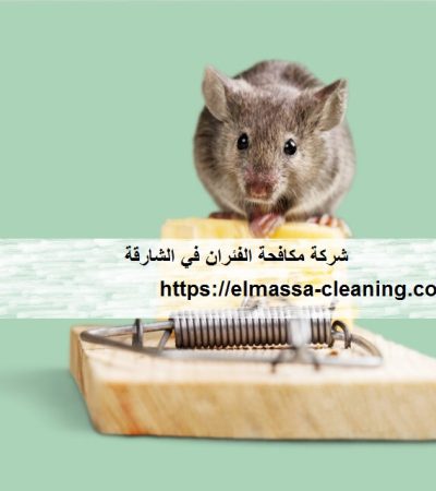 شركة مكافحة الفئران في الشارقة