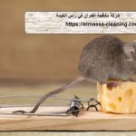 شركة مكافحة الفئران في راس الخيمة