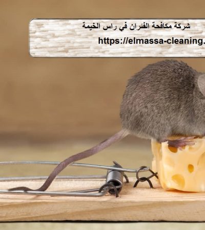 شركة مكافحة الفئران في راس الخيمة