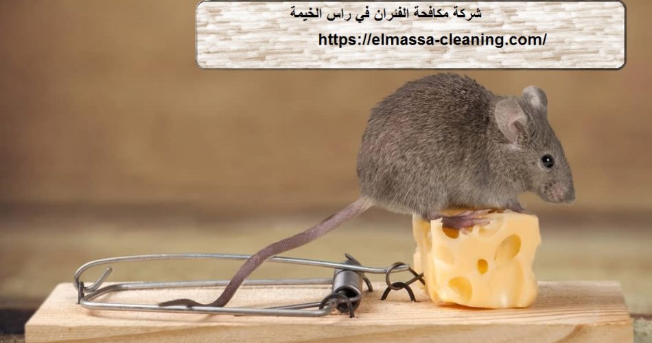 شركة مكافحة الفئران في راس الخيمة