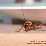 شركة مكافحة الصراصير في ام القيوين