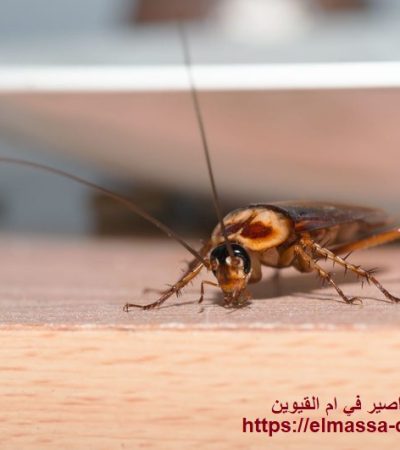 شركة مكافحة الصراصير في ام القيوين